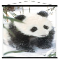 Животни - Панда в плаката за снежна стена с дървена магнитна рамка, 22.375 34