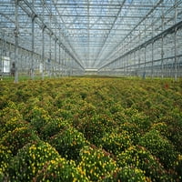По-добри домове и градини 3.5 г оранжева Майка живо растение в декоративна саксия слънце